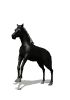 horse_black_rear_md_.gif
